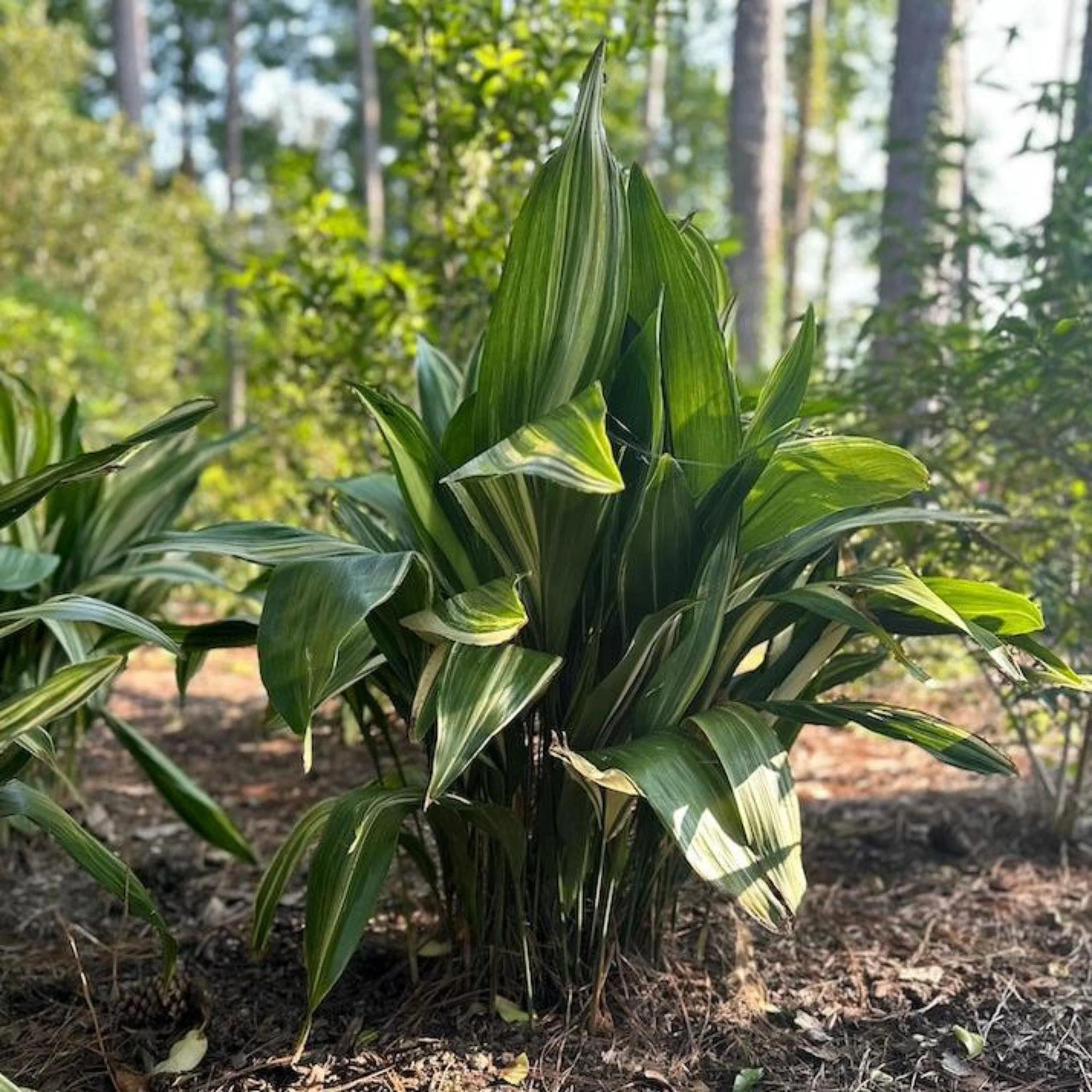 Variegated Cast Iron Plant - Image 2