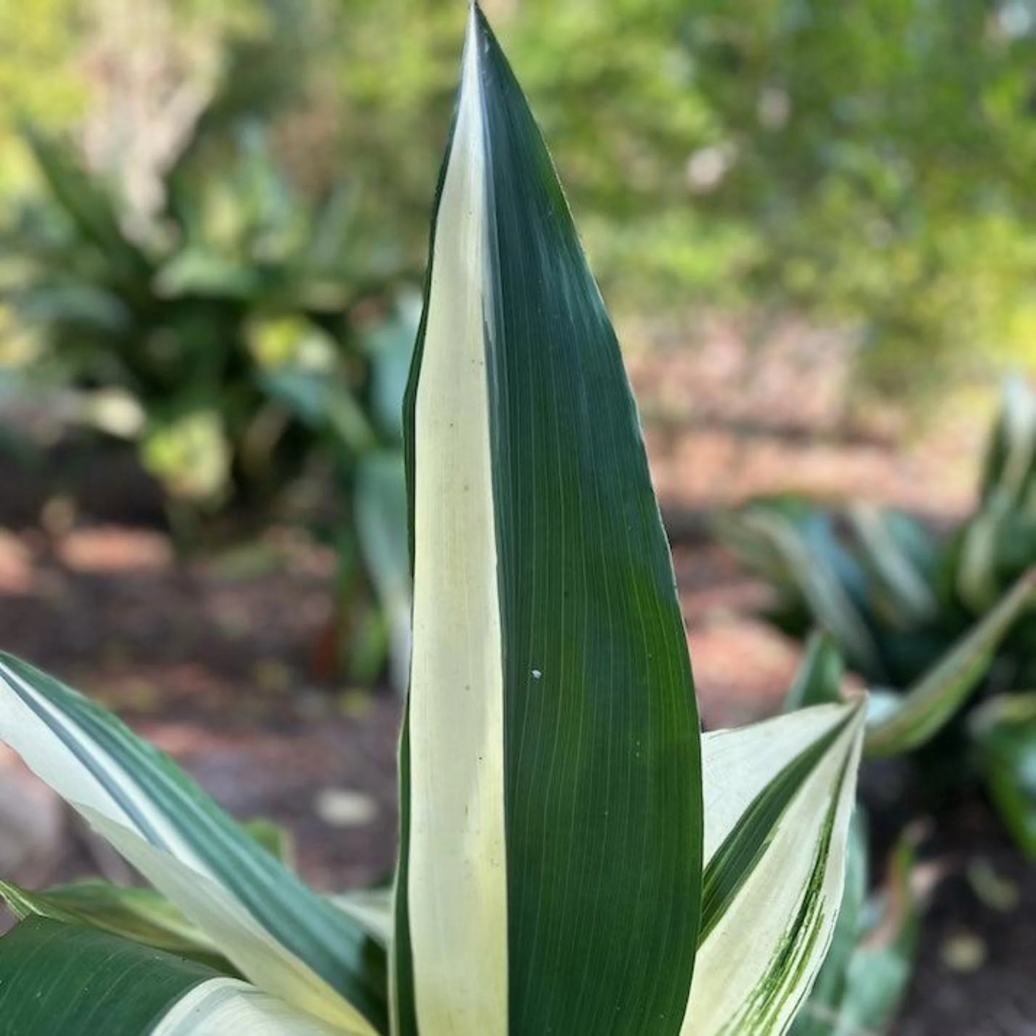 Variegated Cast Iron Plant - Image 3