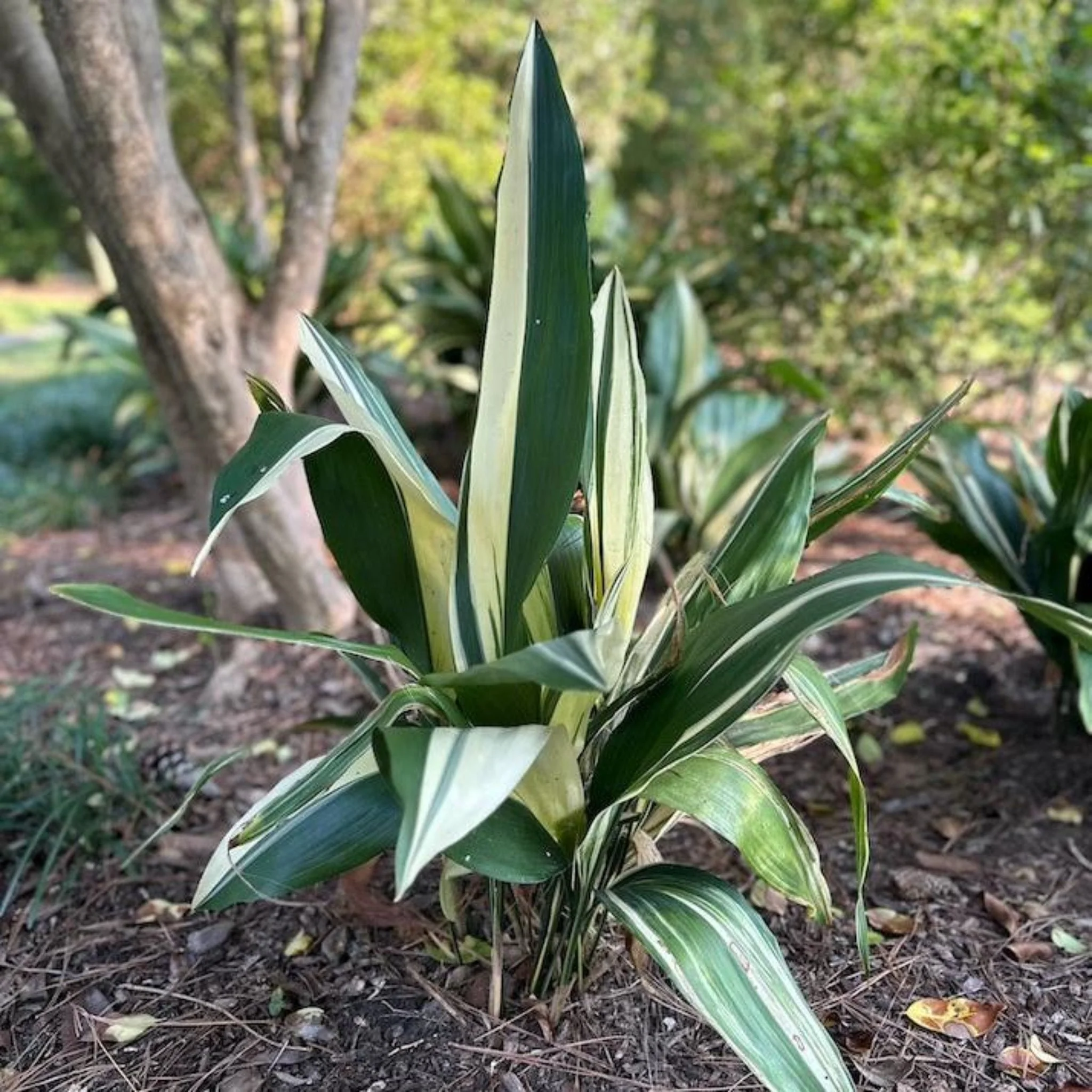Variegated Cast Iron Plant - Image 4