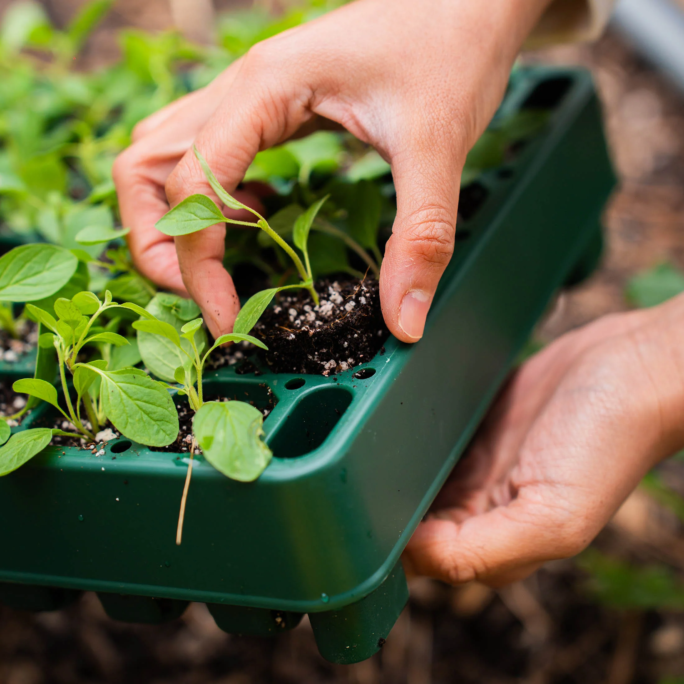 76-Cell Stackable Seedling Tray - 10" x 20" - Image 15