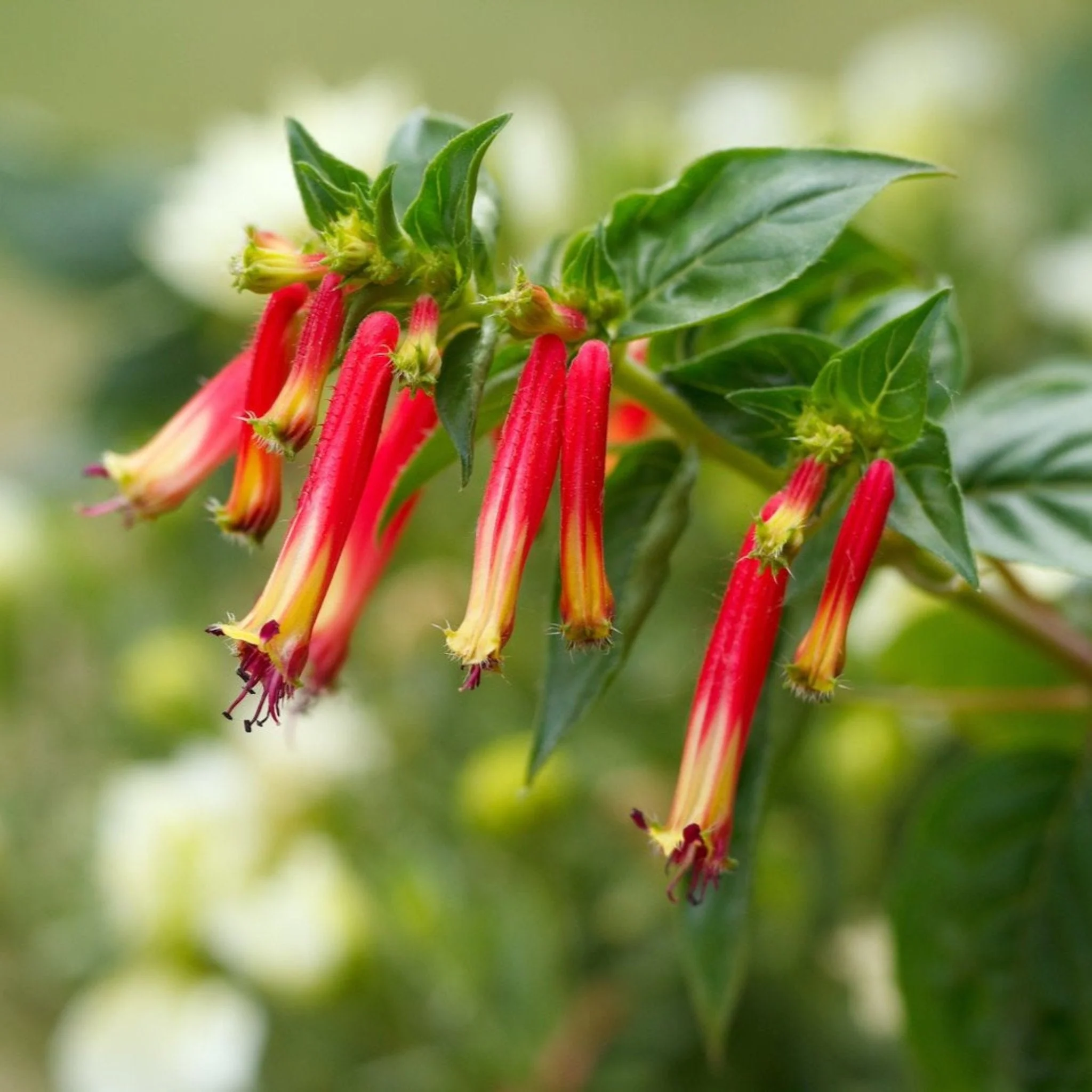 Vermillionaire® Large Firecracker Plant - Image 2