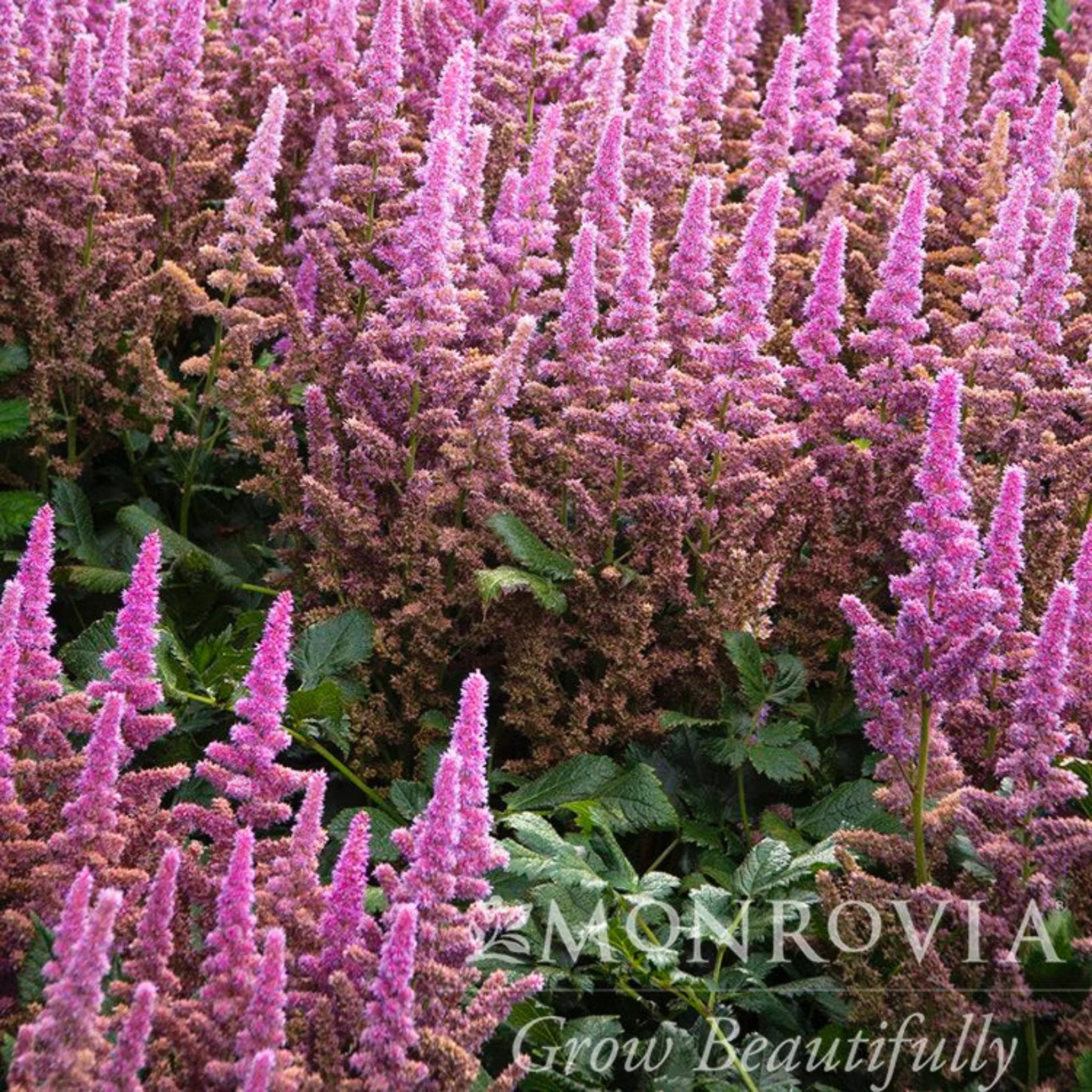 Vision in Pink Astilbe - Image 2