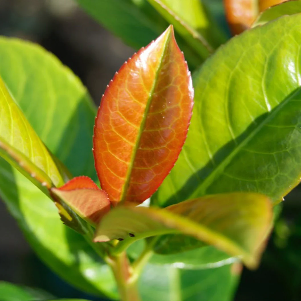 Volcano Cherry Laurel - Image 2