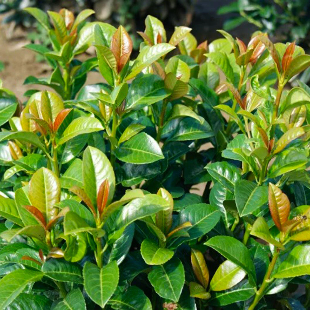 Volcano Cherry Laurel - Image 3
