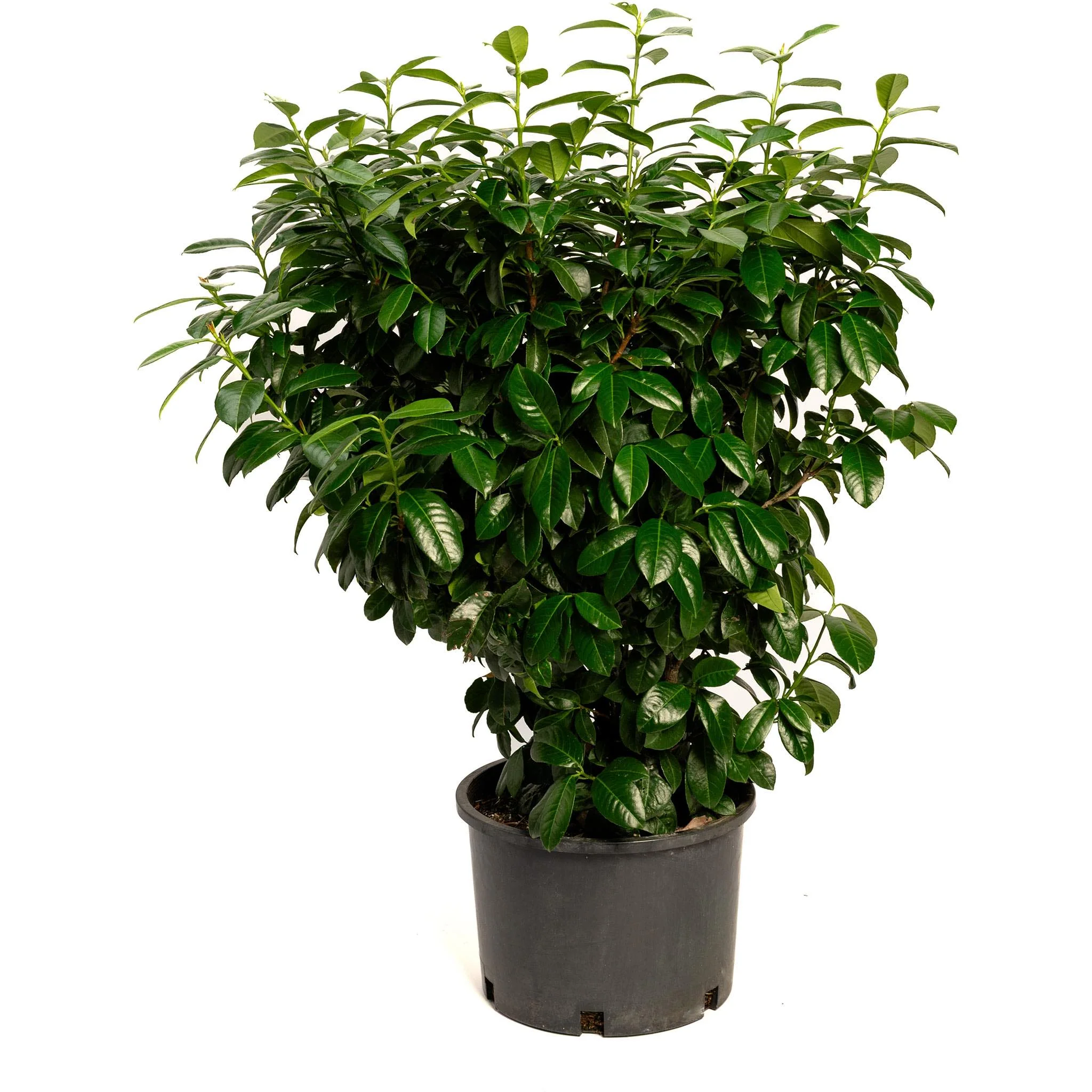 Volcano Cherry Laurel - Image 5