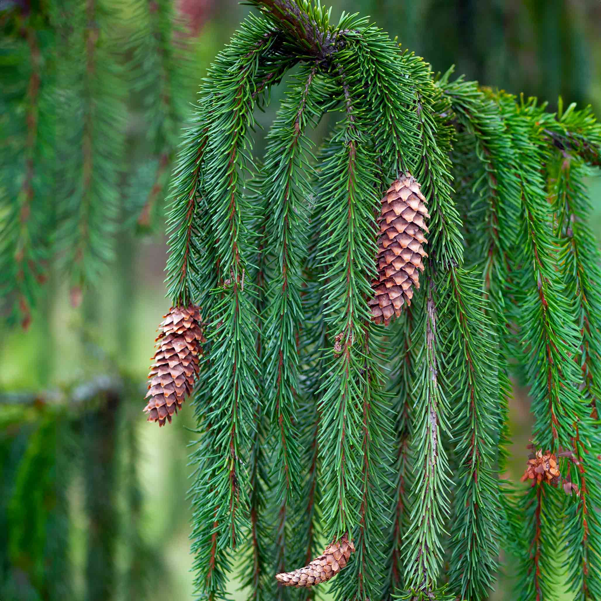 Weeping Norway Spruce - Image 2