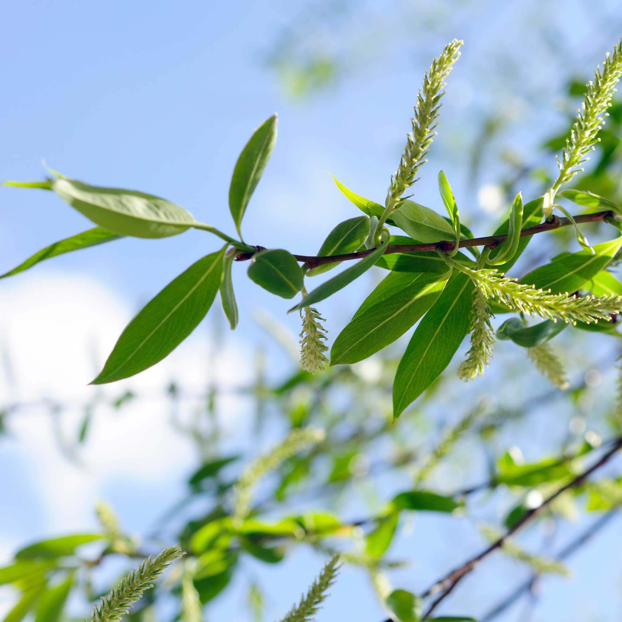 Weeping Willow - Image 2