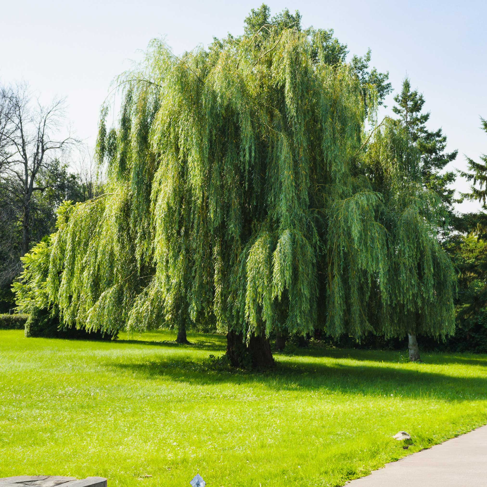 Weeping Willow - Image 3