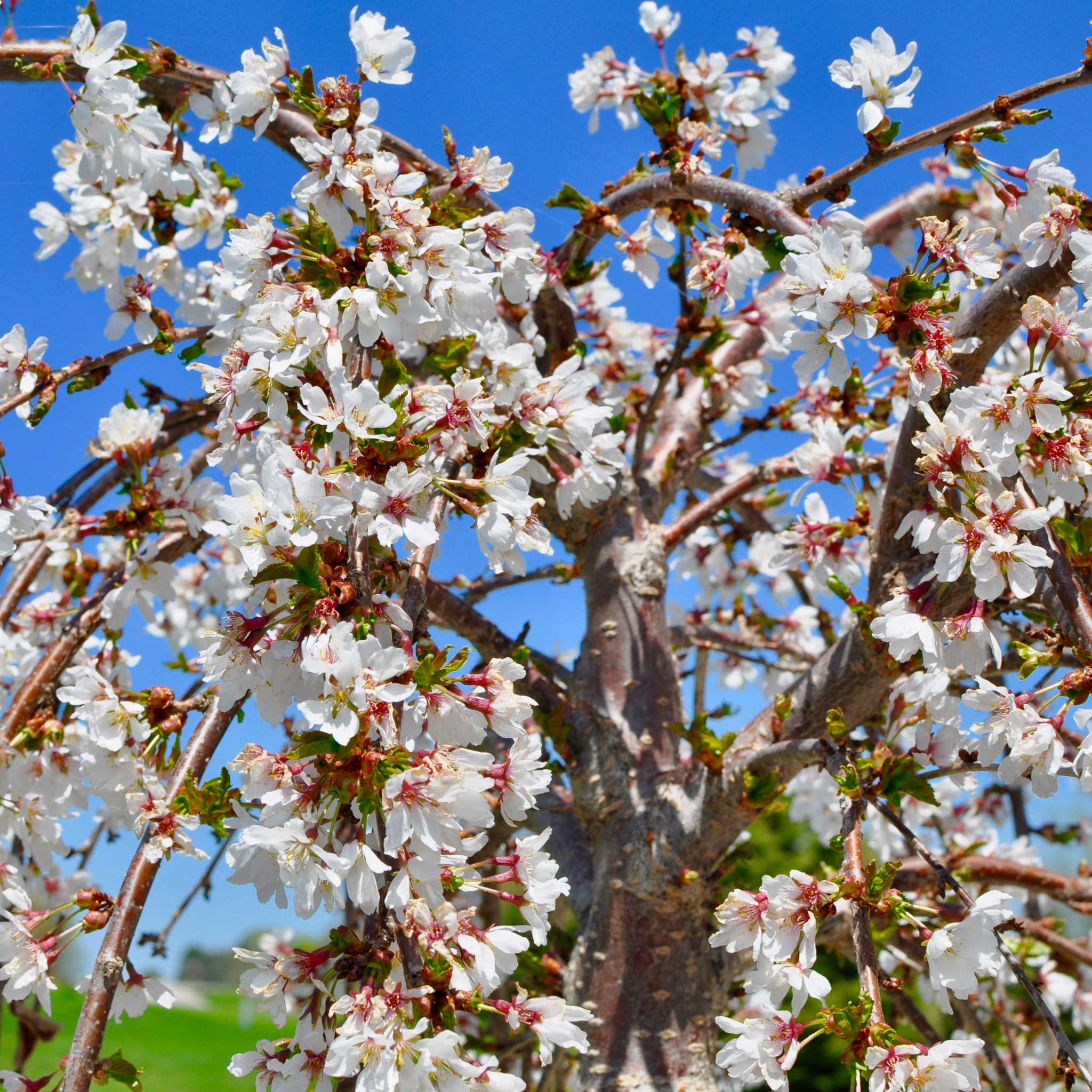 Weeping Yoshino Flowering Cherry - Image 2