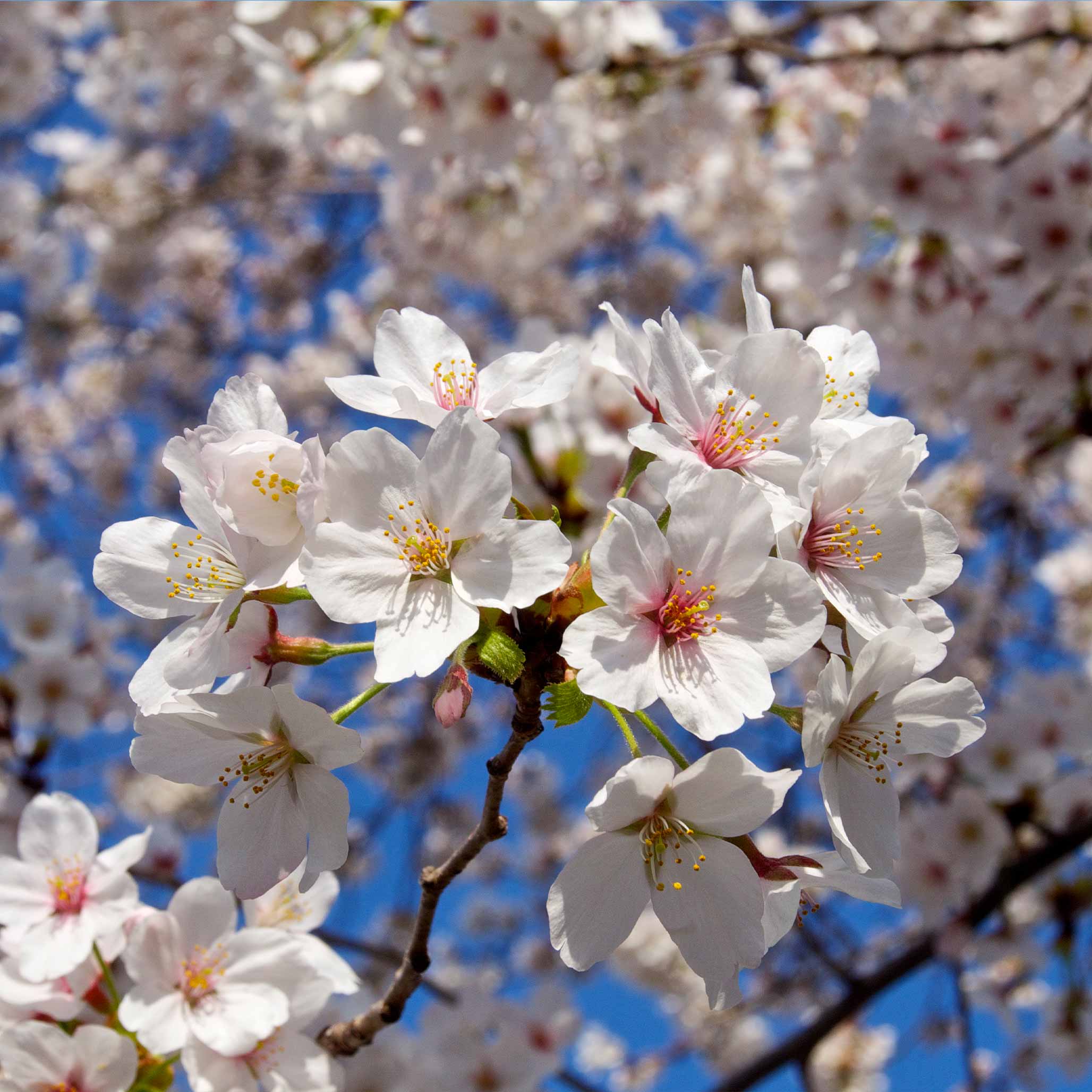 Weeping Yoshino Flowering Cherry - Image 3