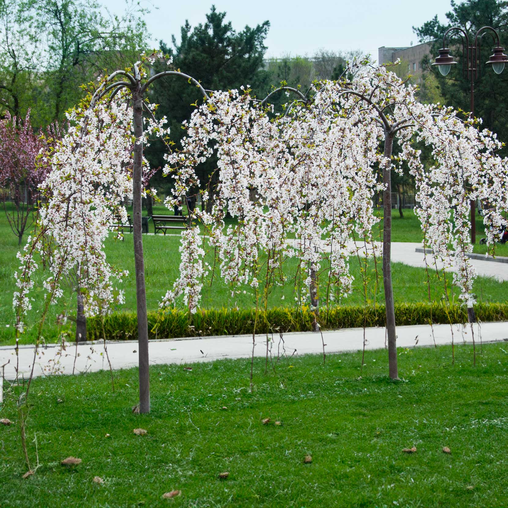 Weeping Yoshino Flowering Cherry - Image 4