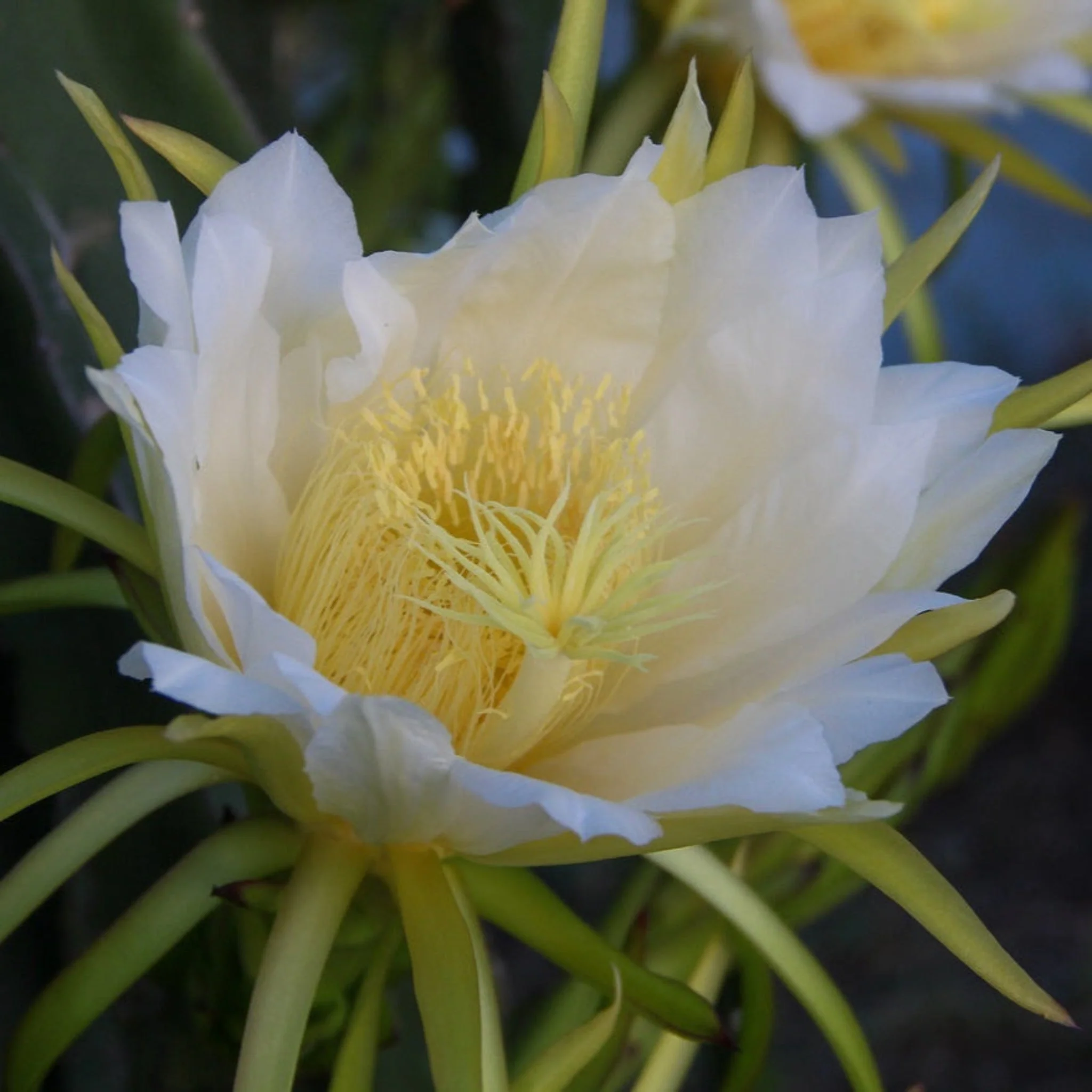 White Dragon Fruit - Image 3
