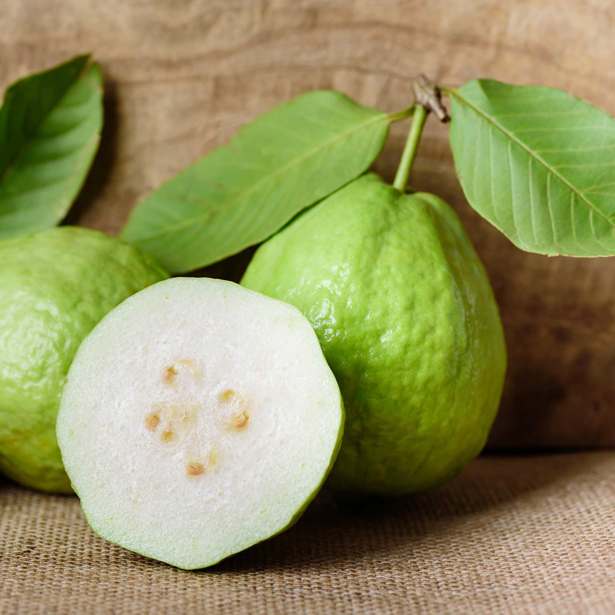 White Guava Tree - Image 2