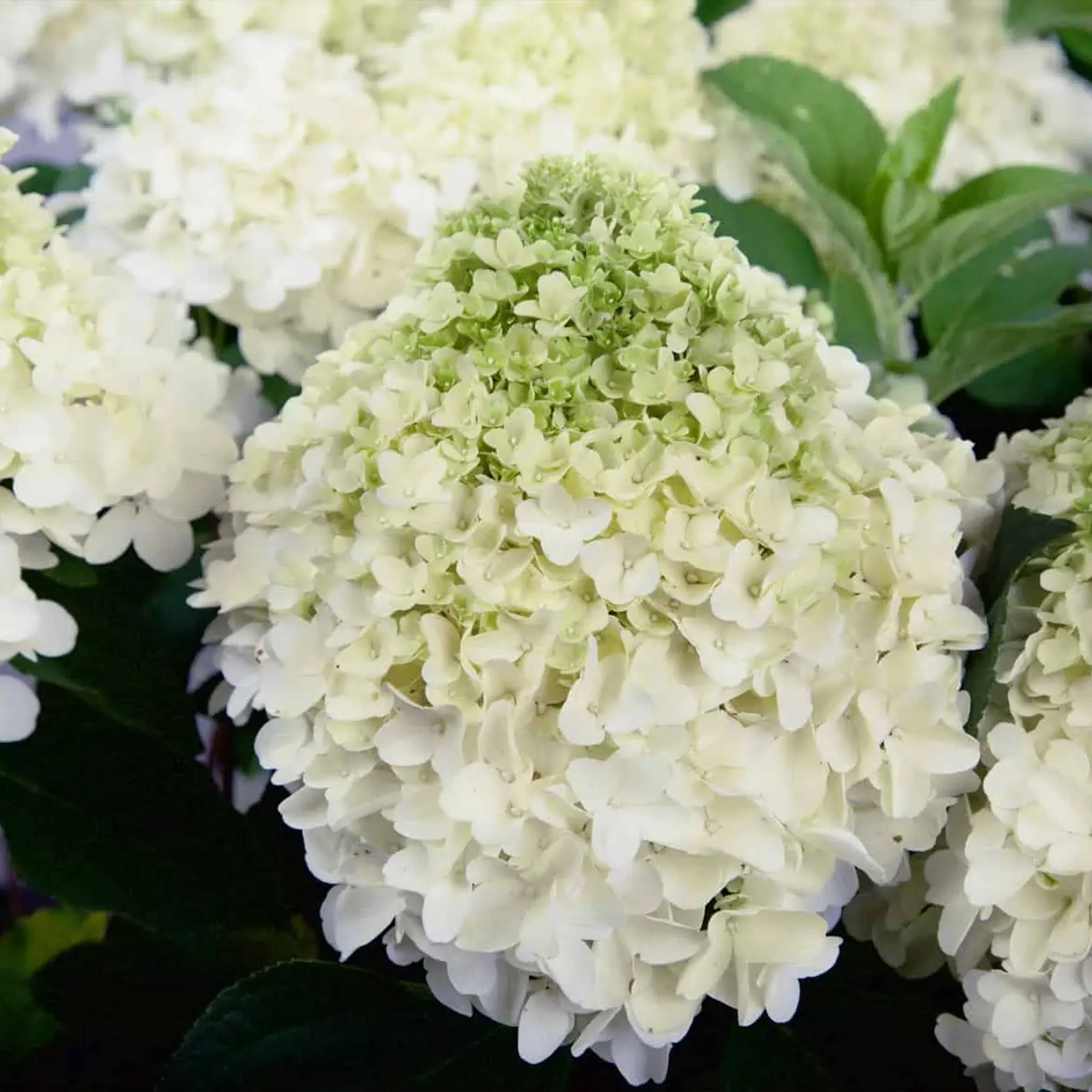White Wedding Hydrangea - Image 2