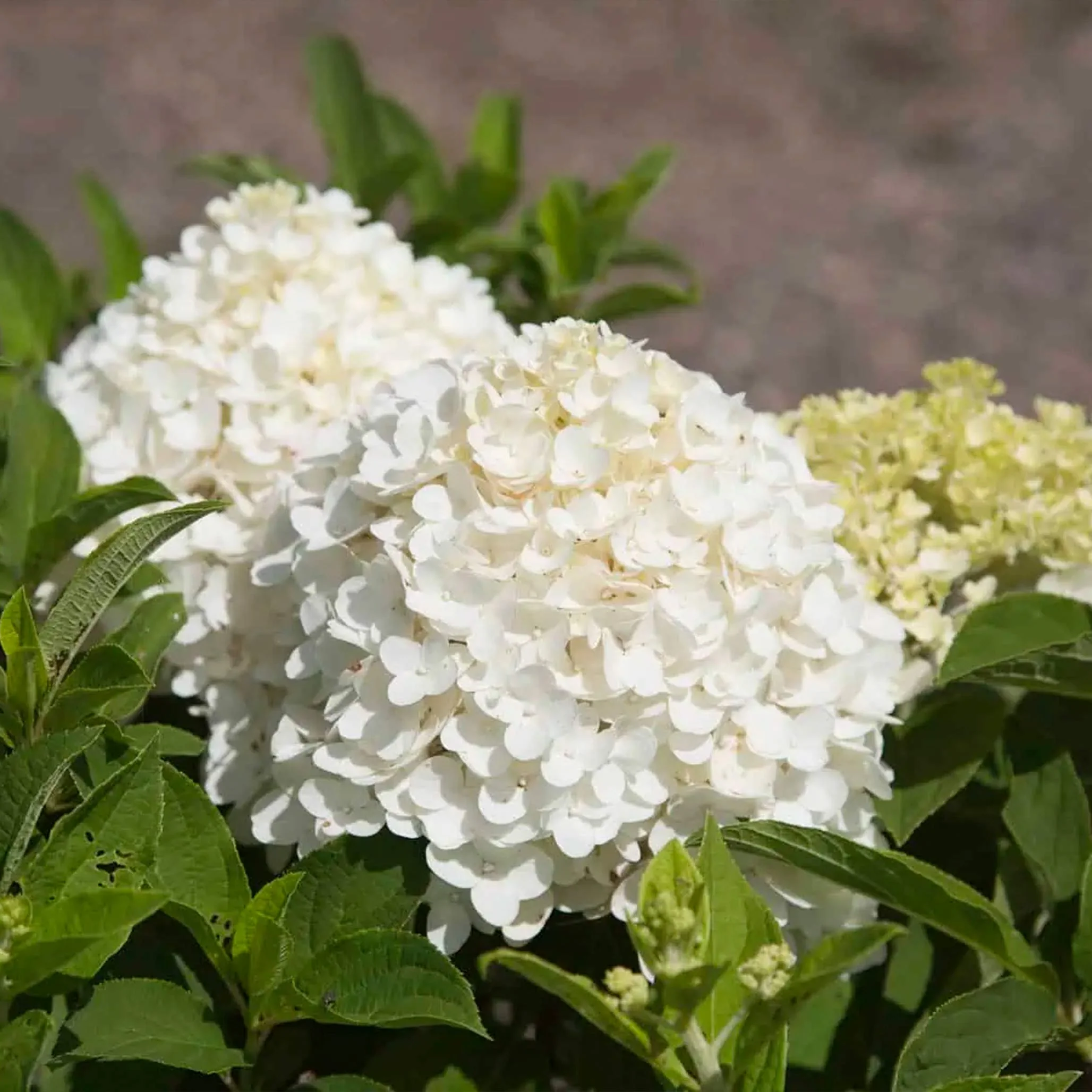 White Wedding Hydrangea - Image 3