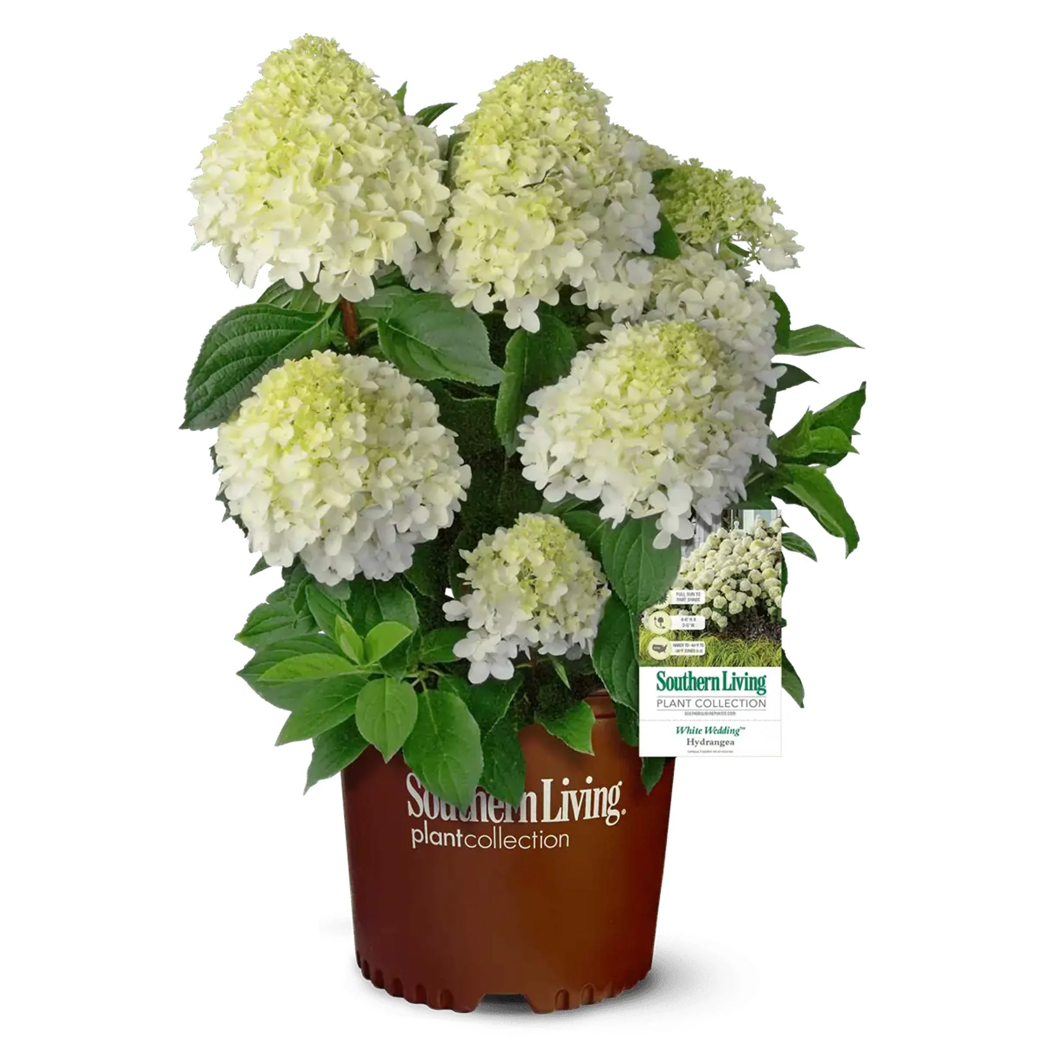 White Wedding Hydrangea - Image 4