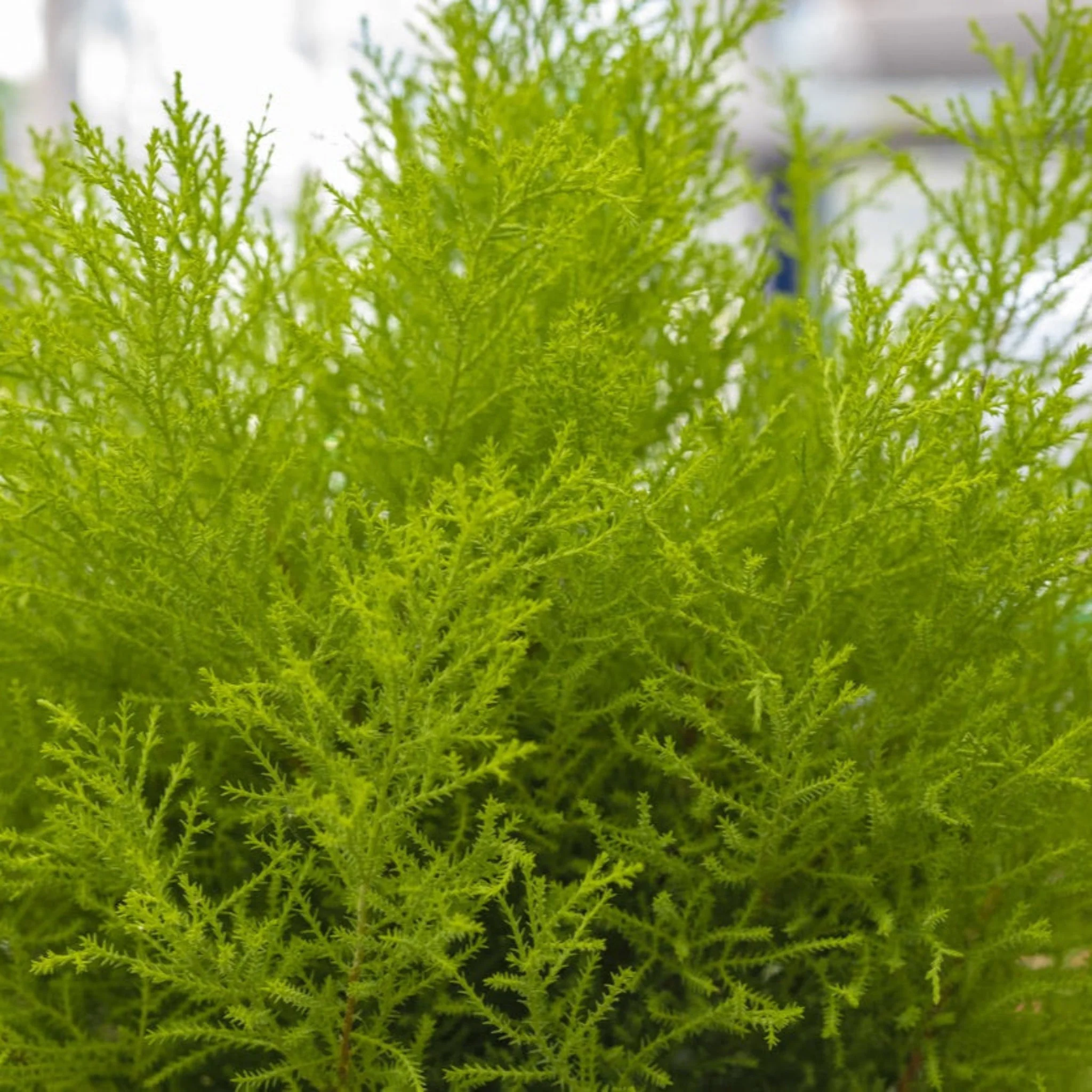 Wilma Goldcrest Lemon Cypress - Image 2