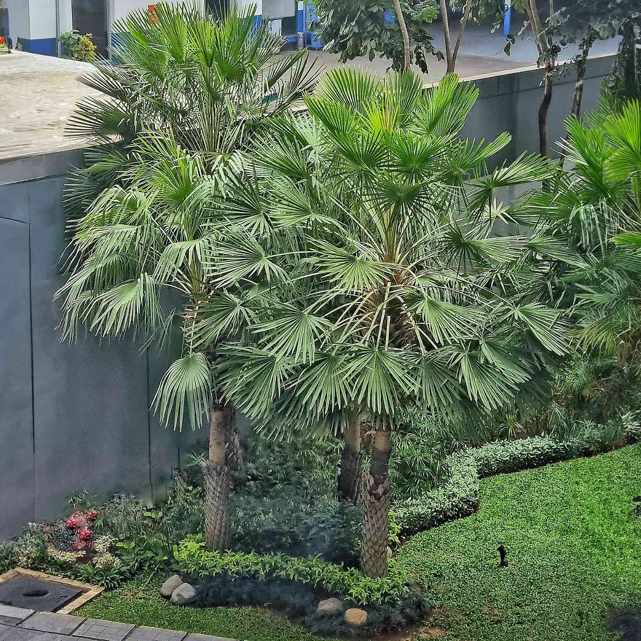 Windmill Palm Tree - Image 2