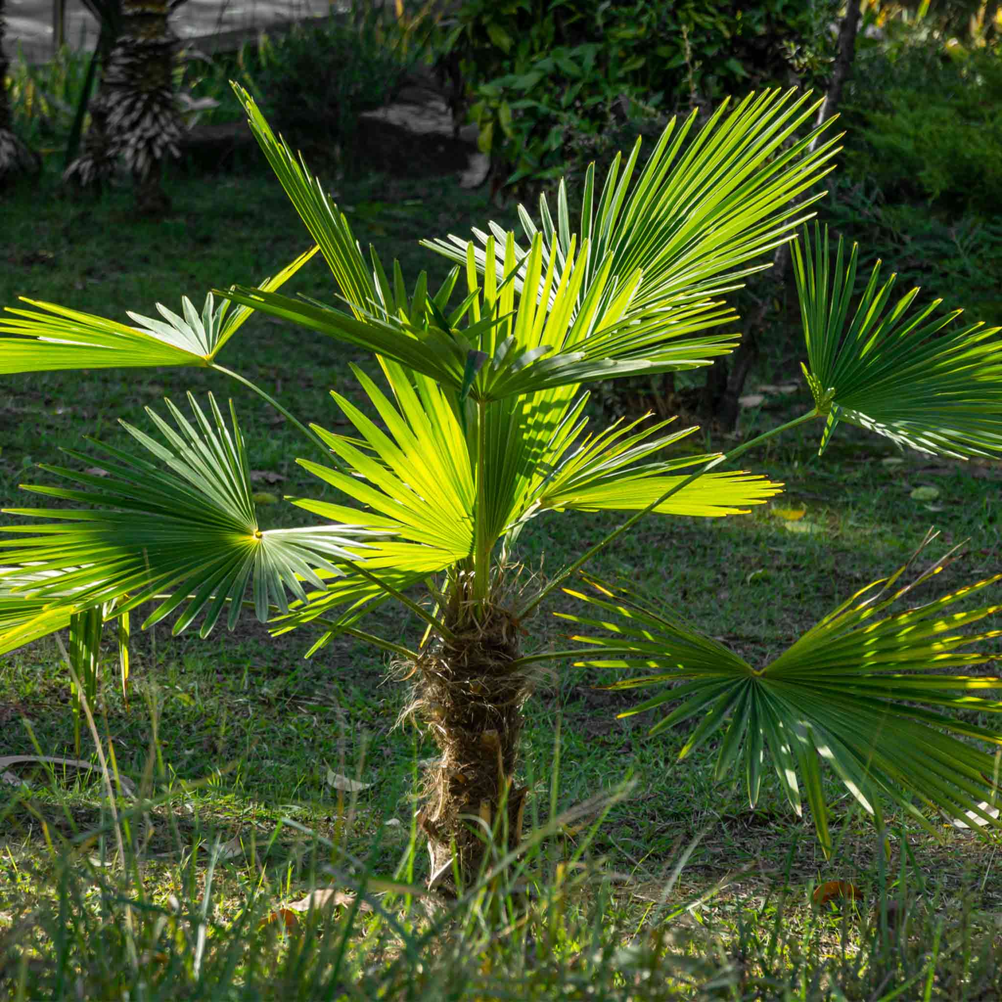 Windmill Palm Tree - Image 3