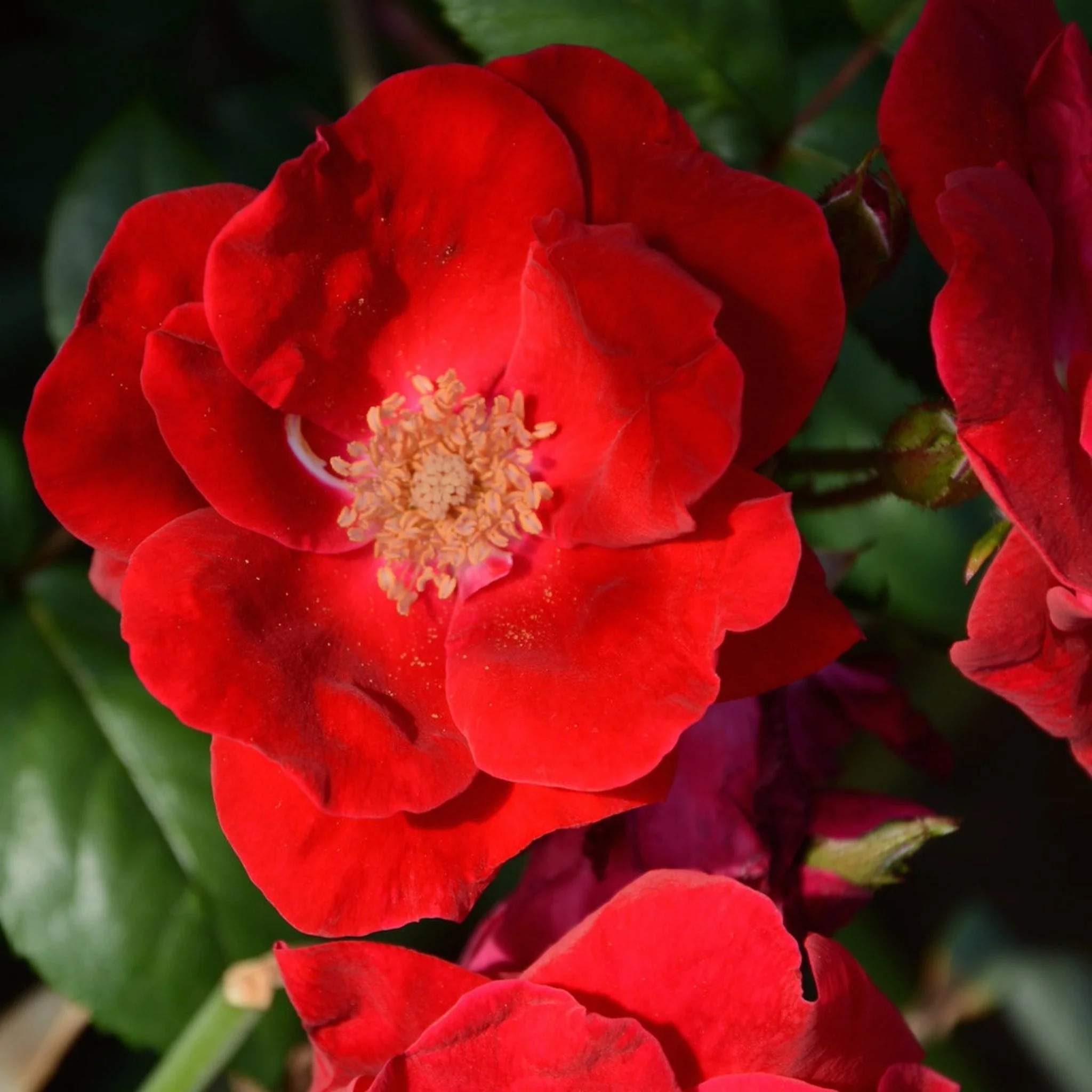 Winner's Circle™ Climbing Rose - Image 2