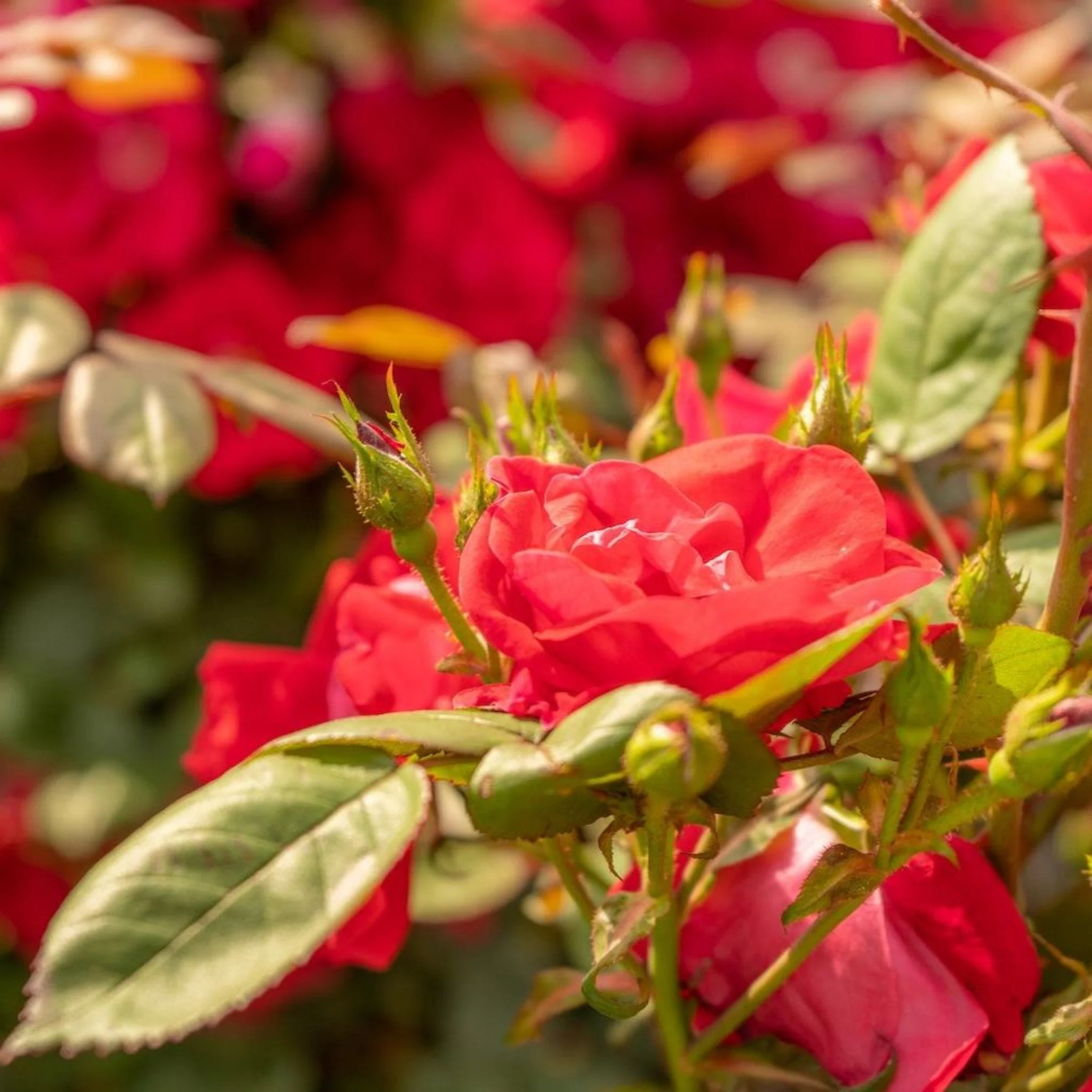Winner's Circle™ Climbing Rose - Image 3