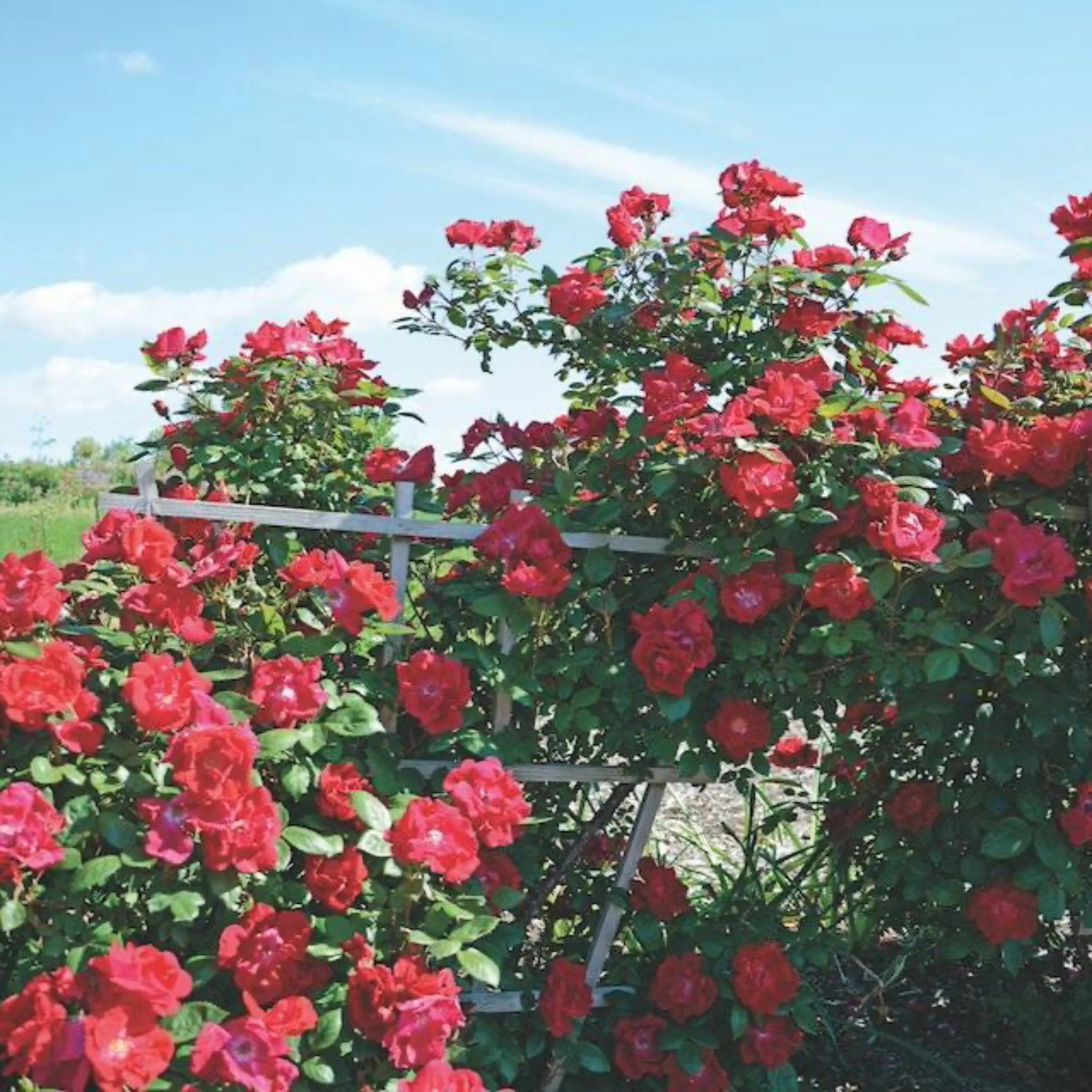 Winner's Circle™ Climbing Rose - Image 4