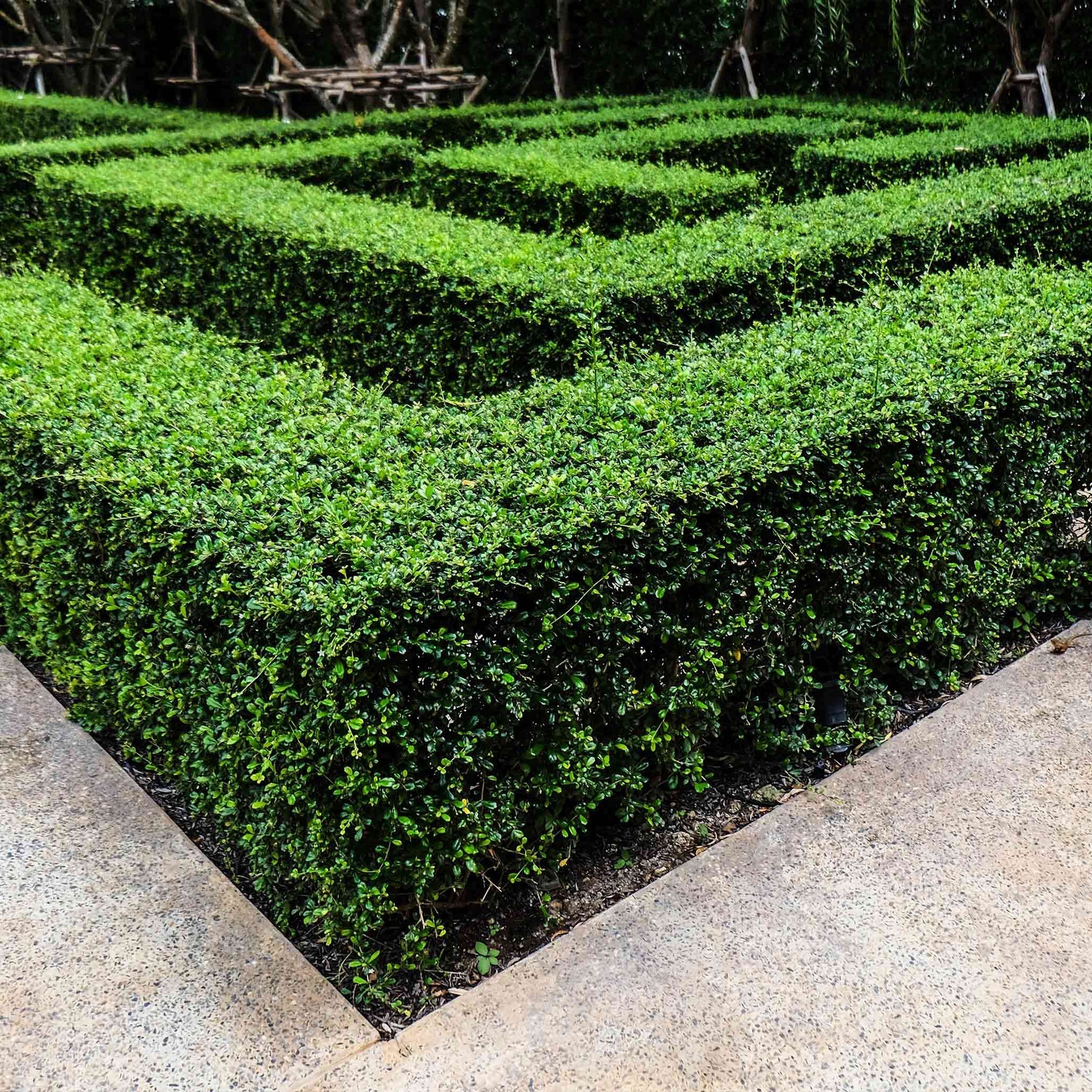 Wintergreen Boxwood - Image 2