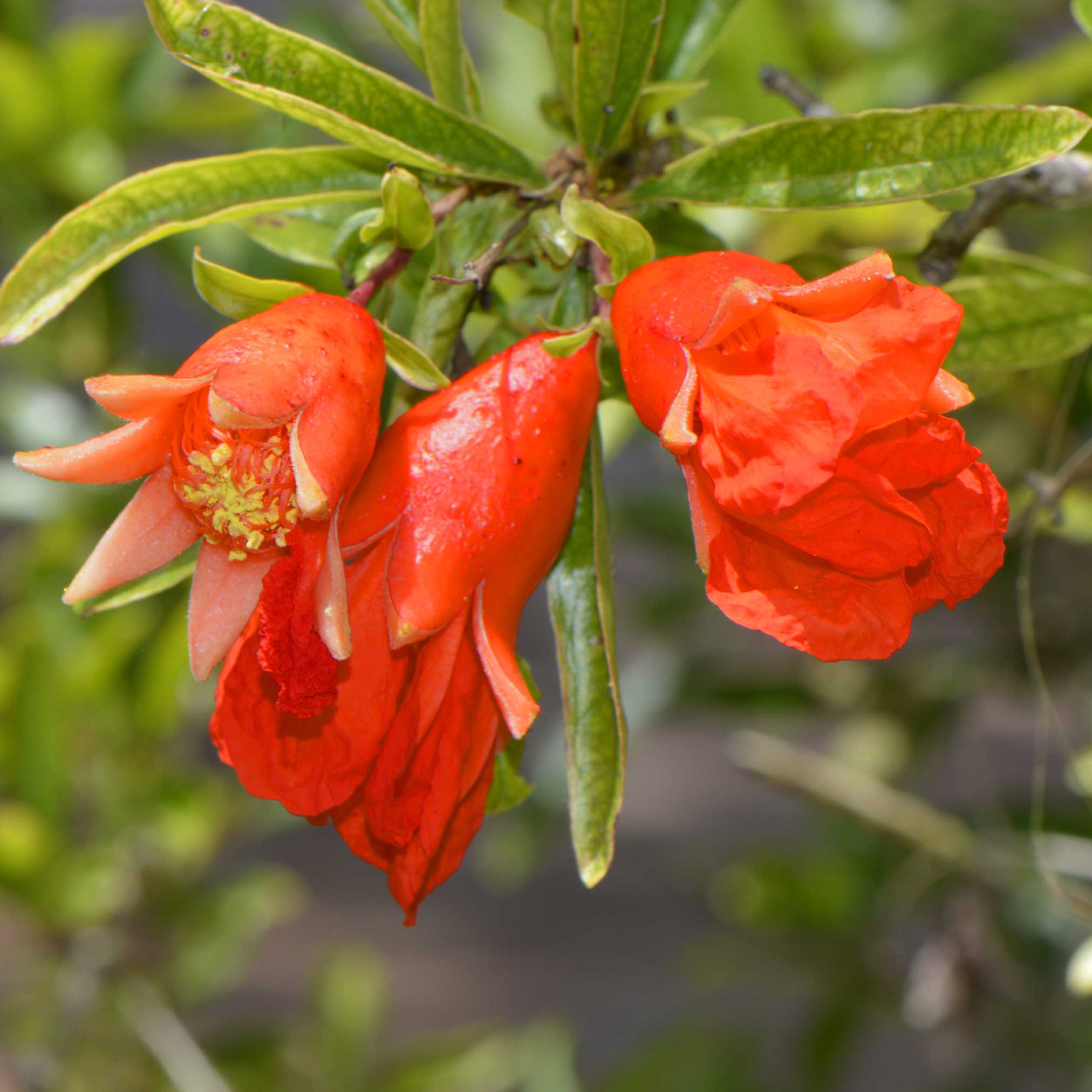 Wonderful Pomegranate Tree - Image 2