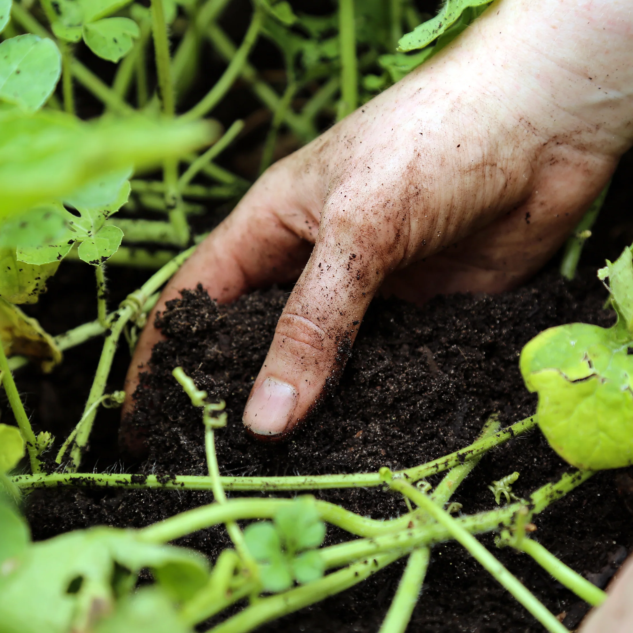 Locally Sourced Organic Worm Castings - Image 7