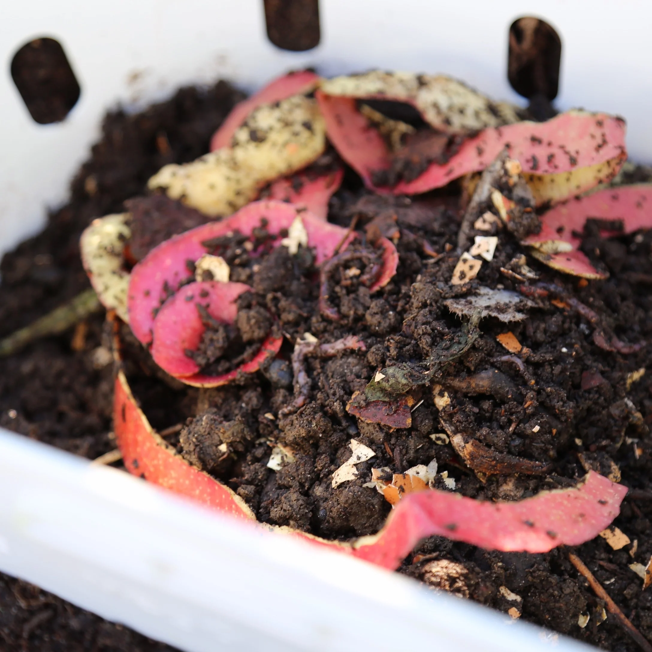 In-Bed Worm Composter - Image 10