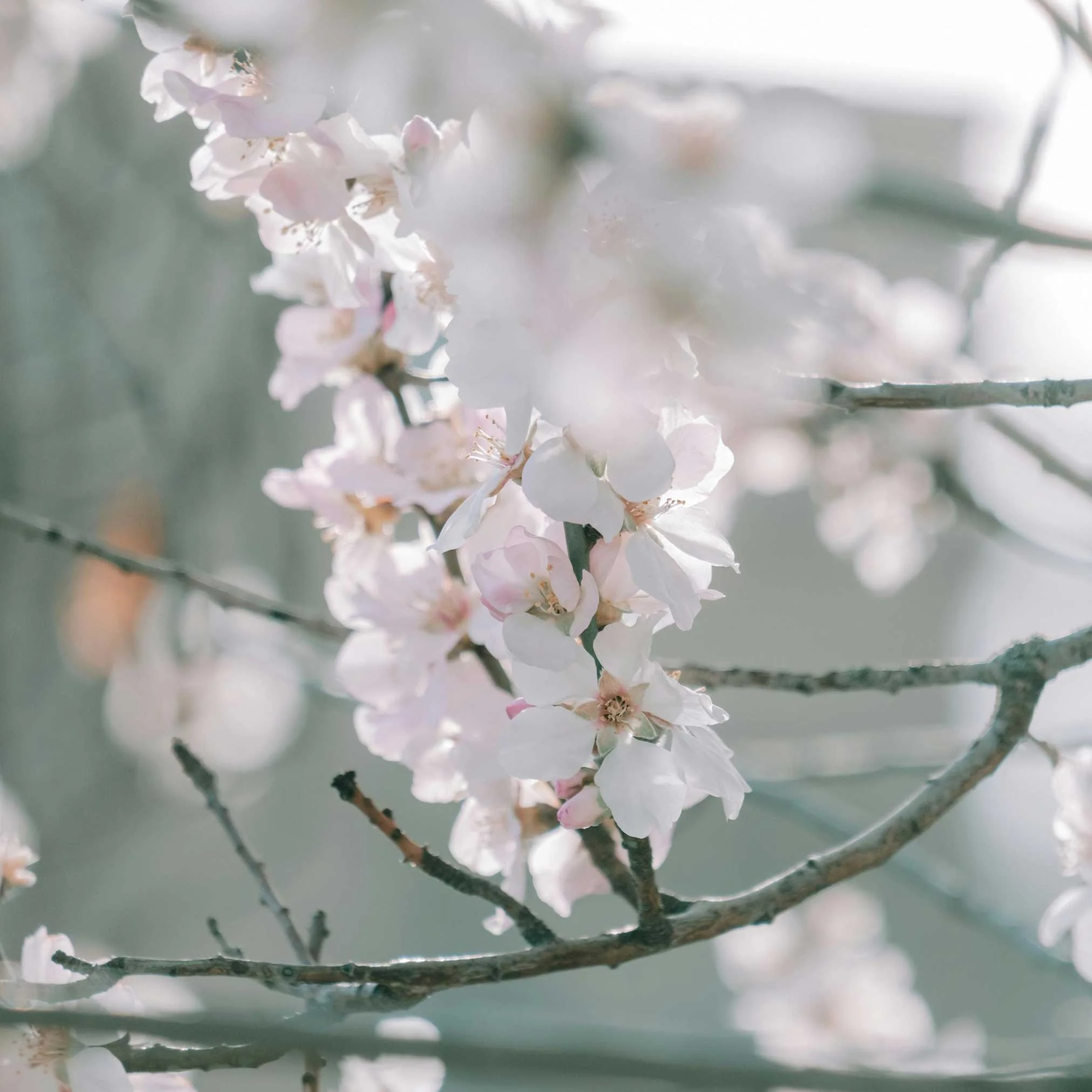 Yoshino Flowering Cherry Tree - Image 2