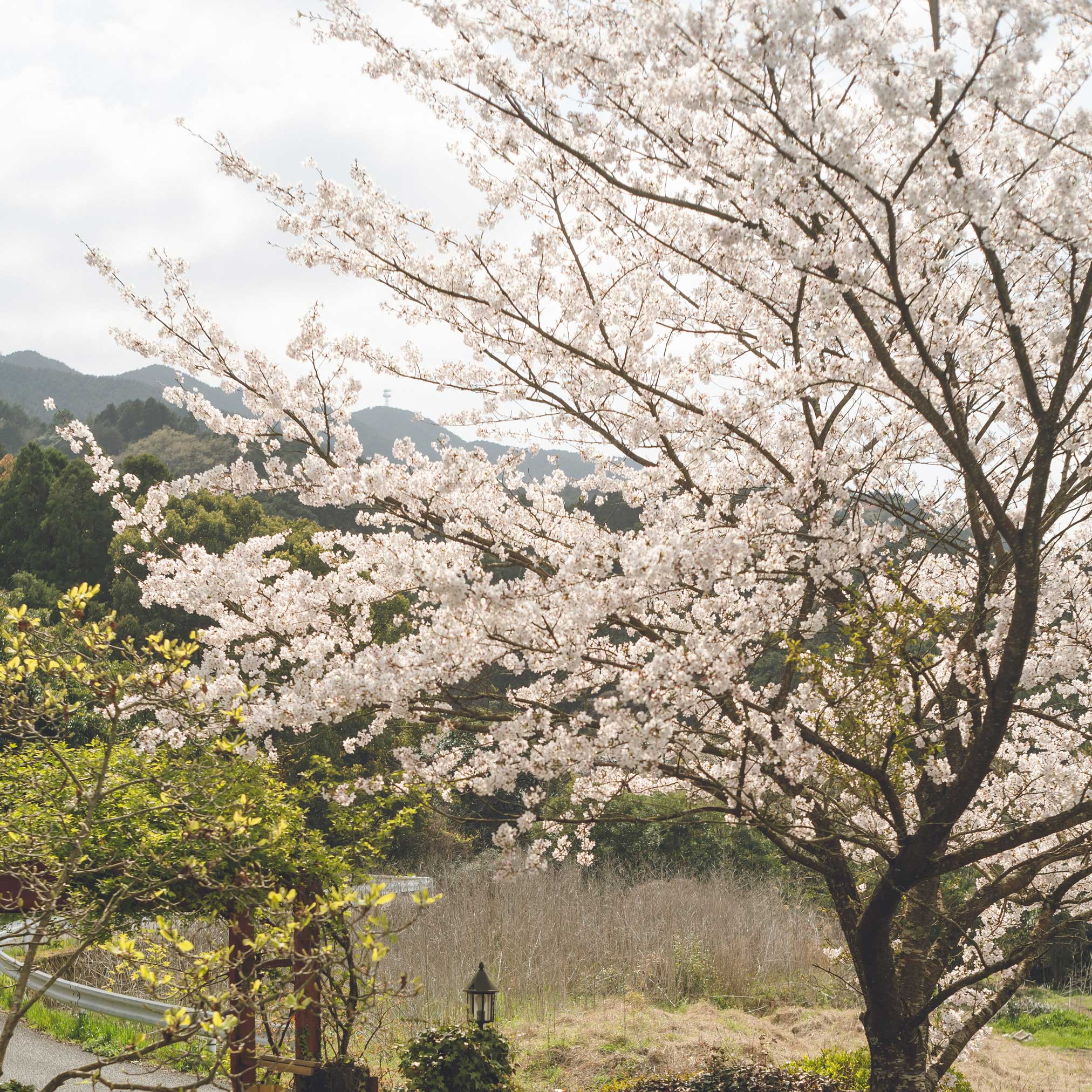 Yoshino Flowering Cherry Tree - Image 3
