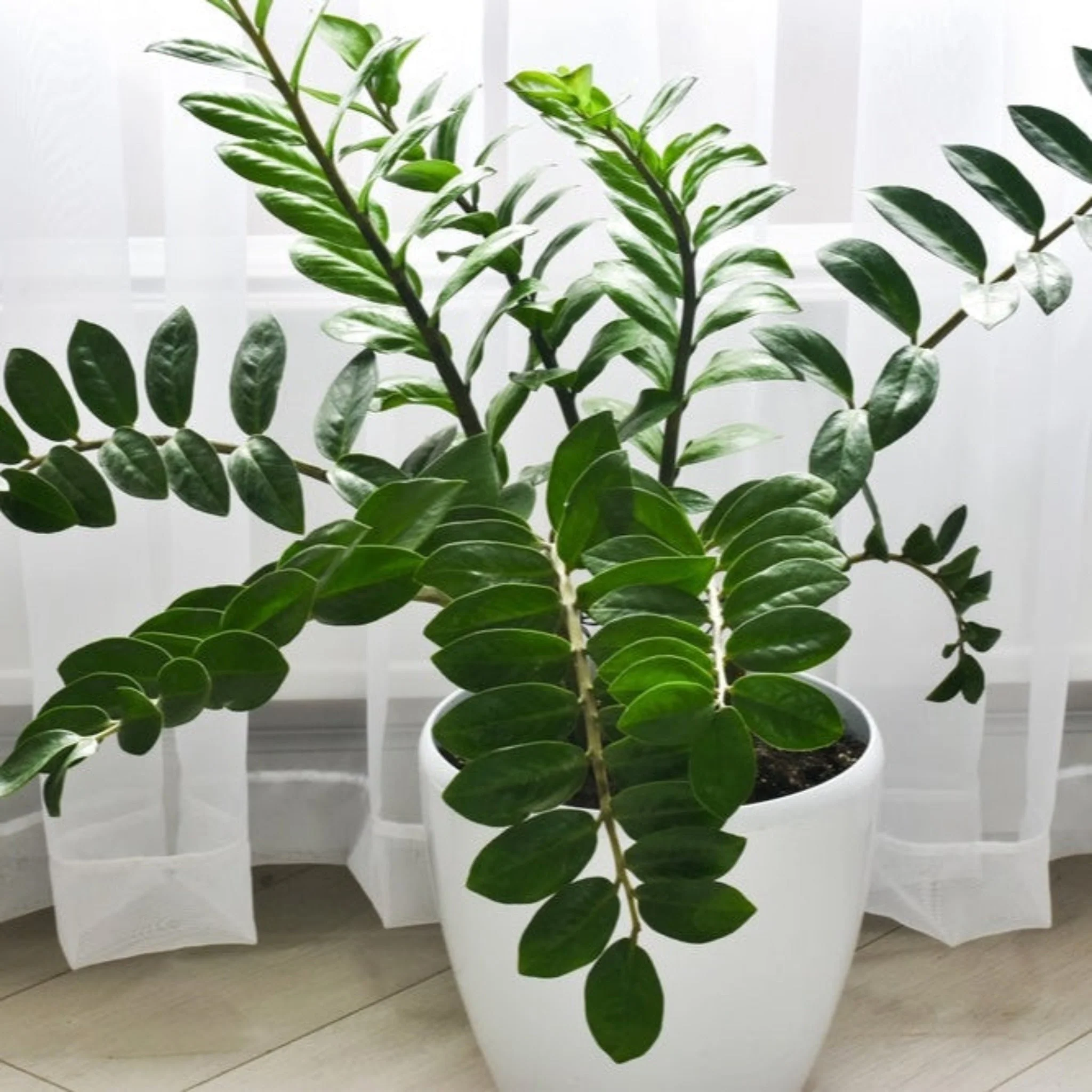 ZZ Plant - Image 2