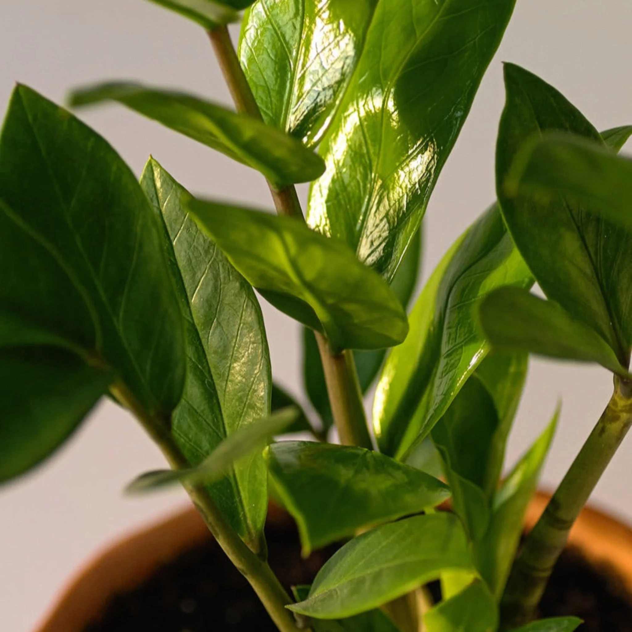 ZZ Plant - Image 3